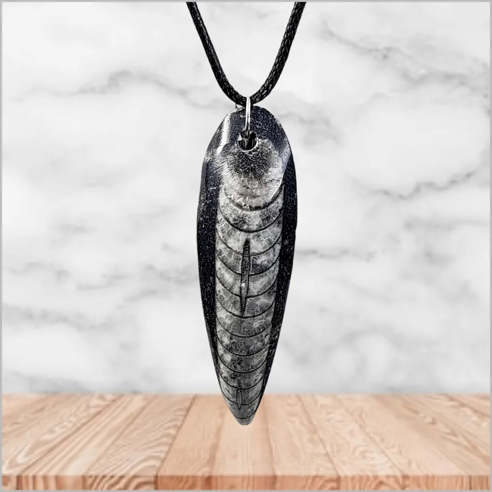 Genuine Fossilized Orthoceras Pendant with Black Cord Necklace. NWOT